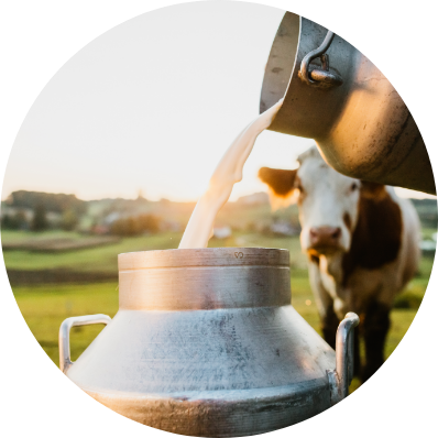 Fresh milk poured into a container, originating from a Canadian dairy farm, with a cow visible in the background.