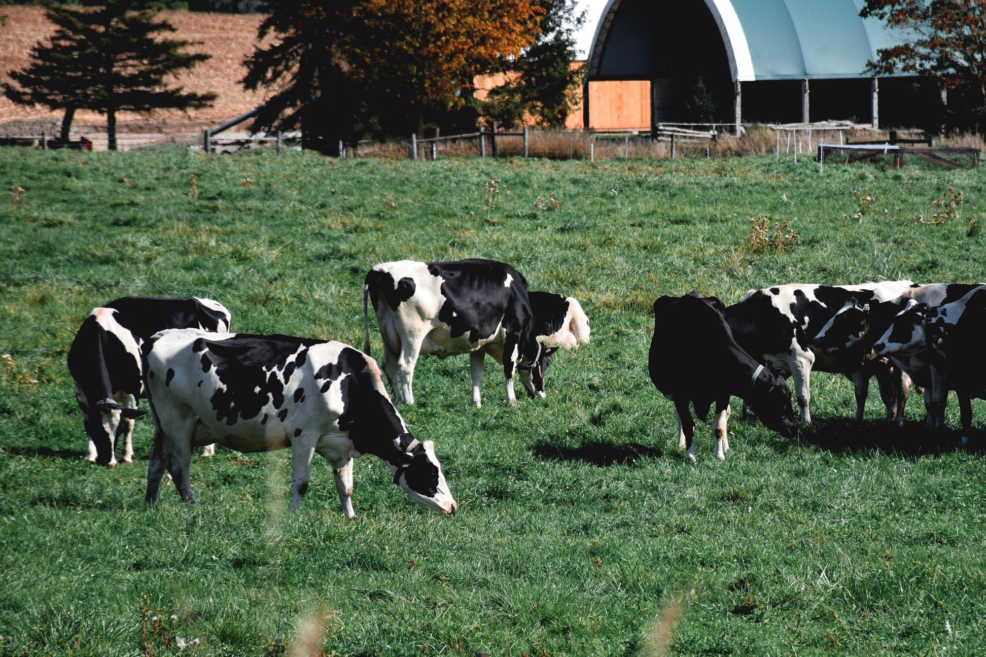 Why does Canadian Milk Matter in Infant Formula?