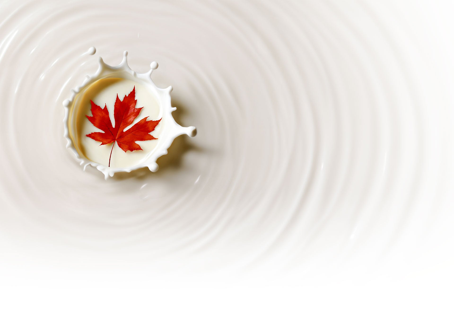 A maple leaf lands in a splash of formula, representing quality formulas made in Canada.